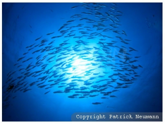 Swarm of fish